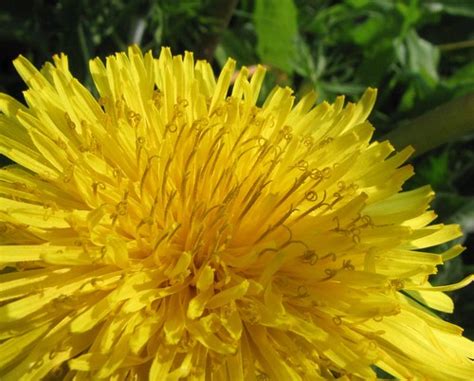 Pissenlit Taraxacum officinale Astéracée ex Composée a Flickr