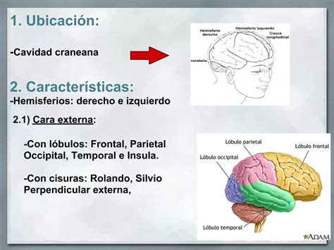 Hemisferios Cerebrales Ppt