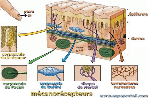 Ext Roceptif D Finition Et Explications