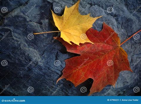 Maple Leaf Pair On Moody Grey Rock Stock Image Image Of Couple