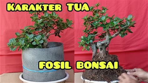 FOSIL Bonsai TUA Bonsai Beringin Dollar Cek Akar YouTube