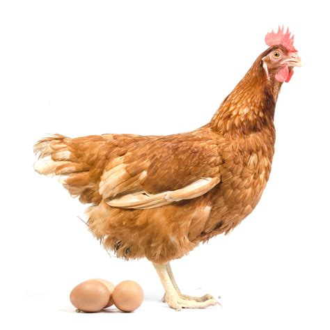 Premium Photo | Isolated brown hen with egg in the studio