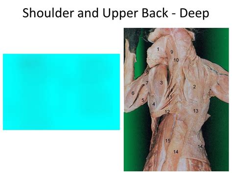 shoulder and back Diagram | Quizlet