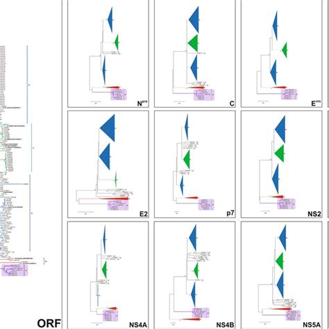 Phylogenetic Tree Based On Partial Utr Sequences Of Bvdv A E The