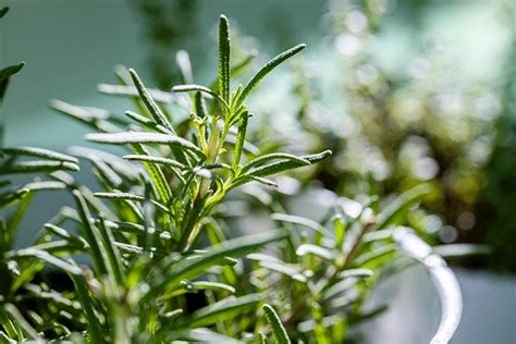 Come Realizzare Un Fiore Di Pianta Di Rosmarino Guida E Suggerimenti