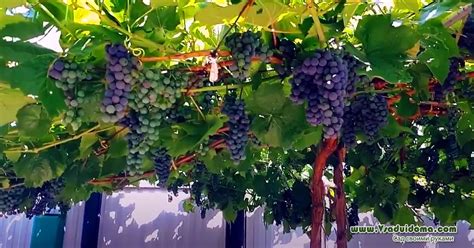 Выращивание винограда - посадка и уход от А до Я (Оренбургская область ...