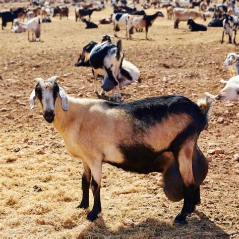 History And Tradition Of The Canarian Goat A Gastronomic Journey