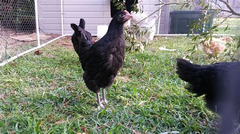 Black Australorp Backyard Chickens Learn How To Raise Chickens