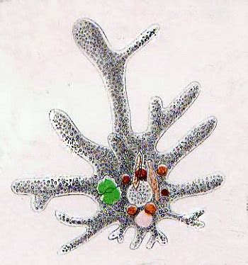 Protist Cell Structure | Study.com