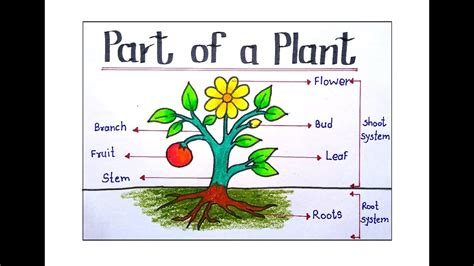 EASY PARTS OF THE PLANT DRAWING HOW TO DRAW PARTS OF A PLANT PARTS OF