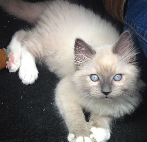 Comparing Ragdoll Blue Mitted and Blue Point: Which is the Perfect ...