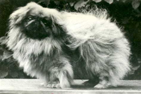 Pekingese History Where The Breed Originated