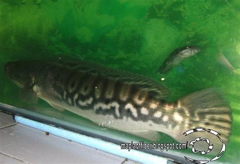 Anak Ikan Toman Bunga Channa Marulioides Emperor Snakehead Ikan Gabus