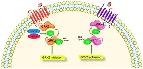 Differential Regulation Of Grk Subtypes Via S Nitrosylation Grk G