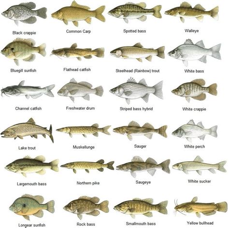 AbakusPlace: Freshwater fish species of North America