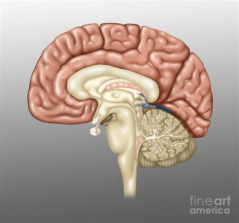 Anatomy Of The Brain Illustration Photograph By Gwen Shockey Pixels