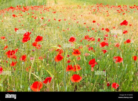 Red Poppy Field Hi Res Stock Photography And Images Alamy