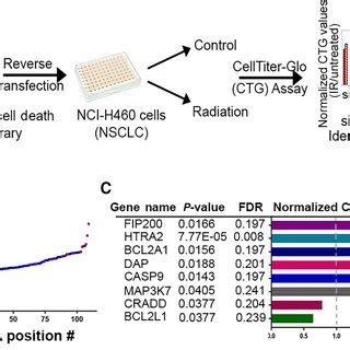 Functional siRNA screen for regulators of radiation‐induced senescence ... 