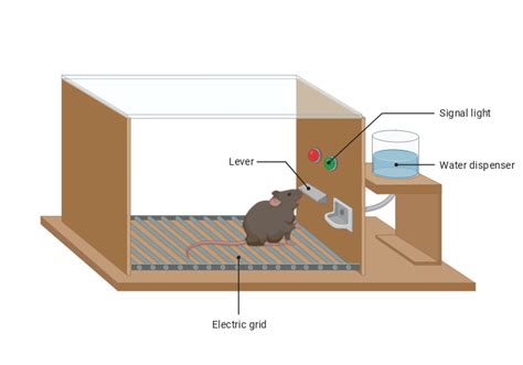 Skinner Box 2 BioRender Science Templates