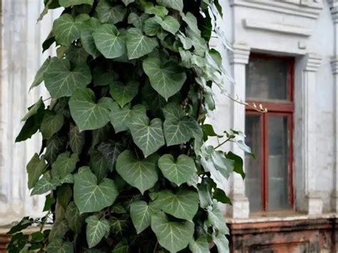 Sublimez votre espace extérieur avec des plantes grimpantes