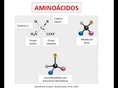 S Ntesis Y Degradaci N De Amino Cidos Youtube