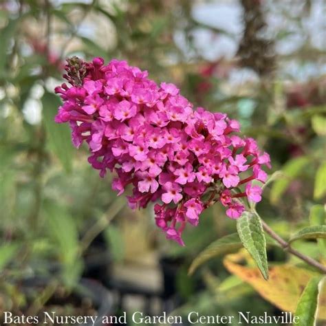 1 Buddleia Dav Buzz Hot Raspberry Butterfly Bush