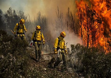 Día Nacional del Brigadista Forestal Cuándo se garantizarán sus