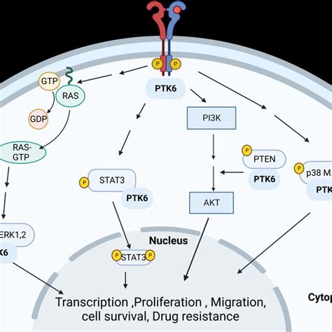 Diagram Of The P85p110 Pi3k Signaling Pathway Pi3k Leads To The