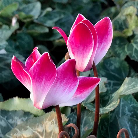 Cyclamen | Premier Color Nursery