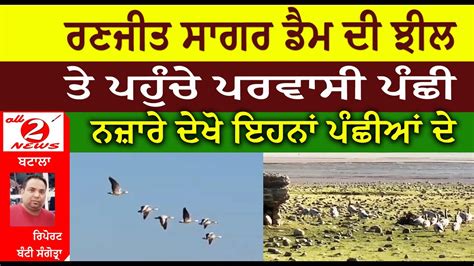 Migratory Birds Reached Ranjit Sagar Dam Scenery Of Birds Parwasi