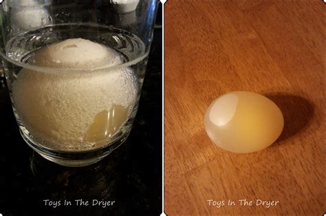 Naked Egg Experiment