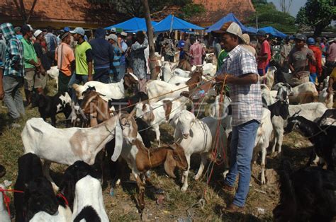 HARGA KAMBING JELANG IDUL ADHA ANTARA Foto