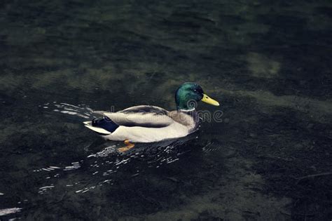 Male Mallard Duck Anas Platyrhynchos Swimming In A Crystal Clear