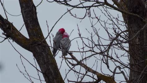 Two Galah Birds Grooming Each Other Sitting On Tree Branch Grey Rainy