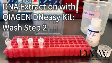 Dna Extraction With Qiagen Dneasy Kit Wash Step Youtube