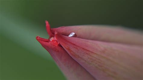 Fondos de pantalla flor flora Fotografía macro de cerca pétalo