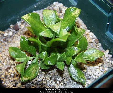 Erowid Plants Vaults : Images : sceletium tortuosum _i2001e0058_disp