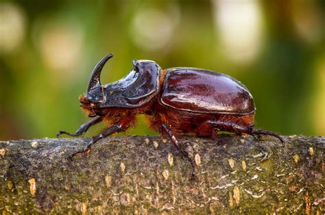 Escarabajo Rinoceronte Caracter Sticas H Bitat Comportamiento