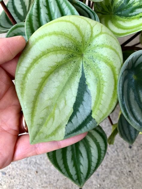 Peperomia Sandersii Variegated