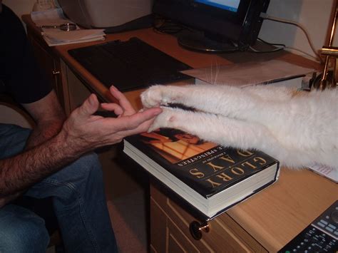 Hand Shake With A Cat Les Chatfield Flickr