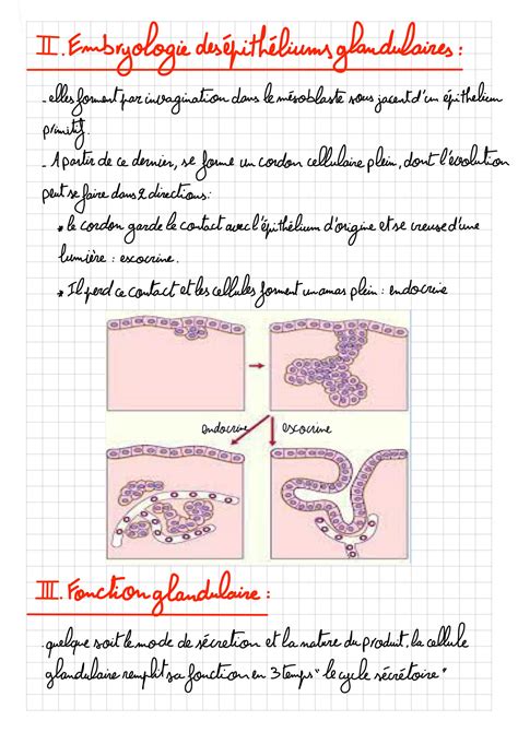 Solution Les Epitheliums Glandulaires Studypool