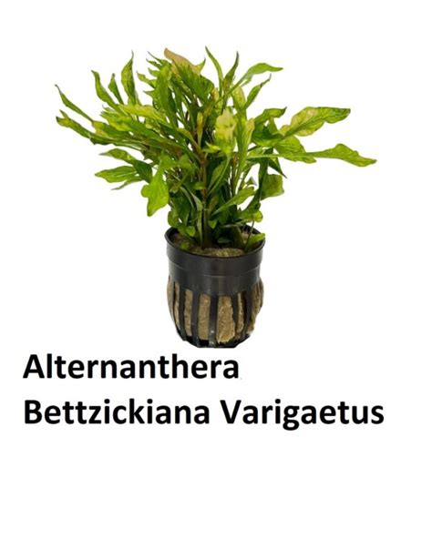 Althernanthera Bettzickiana Variegatus The Planted Tank