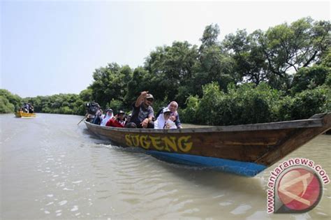 Mentari Internasional School Tanam Mangrove Di Pariaman ANTARA News