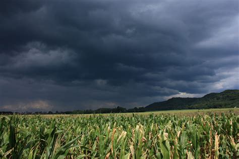 Northern Wisconsin Corn Crops Faring Better Than In Southern Wpr