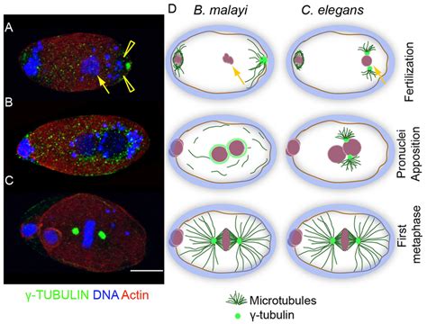 γ tubulin dynamics during fertilization suggest a de novo origin of