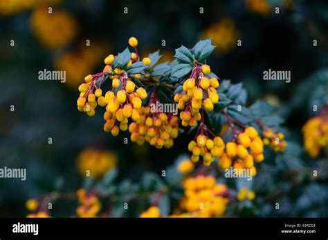 Berberis Darwinii Compacta Orange Flowers Flower Evergreens Shrubs