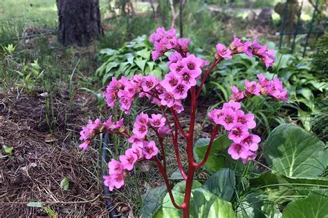 How to Grow Bergenia Flowers | Gardener’s Path