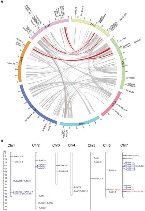 Frontiers Genome Wide Identification And Expression Analysis Of Mikcc