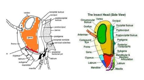 insect head  origin structure function  modification