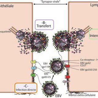 La D Samination De La Cytosine En Uracile Peut Provoquer Des